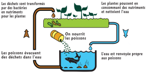 Schéma aquaponie, aquaponie nantes, logo aquaponie, potager en aquaponie, module aquaponique