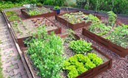 Carré potager en plessis d’Acier Corten