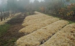 Potager en permaculture Nantes