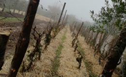 Potager en permaculture Nantes