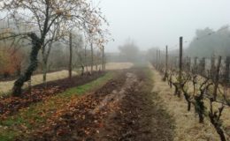 Potager en permaculture Nantes