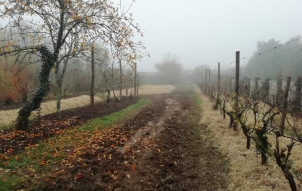 Jardin en Permaculture (Potager et verger)