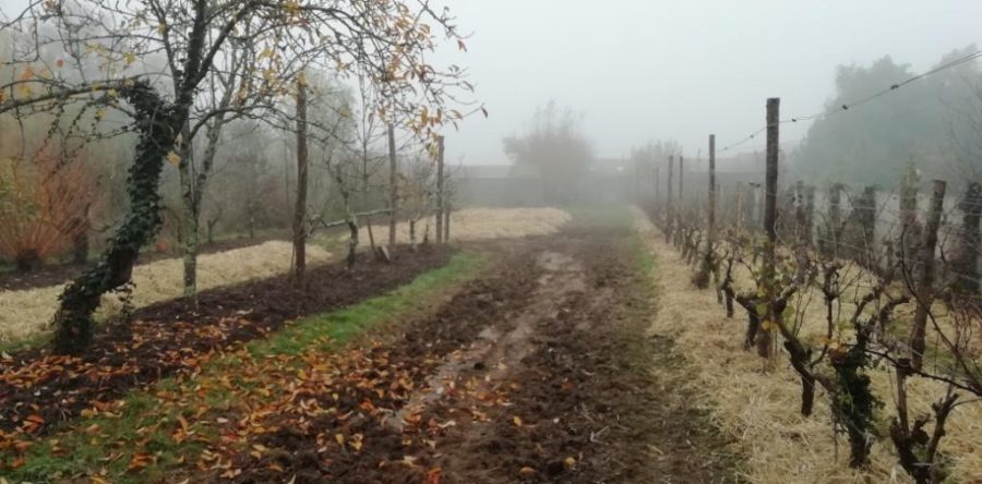 Jardin en Permaculture (Potager et verger)