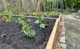 Carré potager Nantes