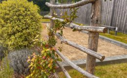 Conception et création jardin Joué Sur Erdre