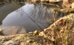 Conception et création jardin Trans Sur Erdre