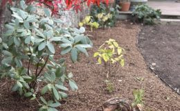 Création et aménagement de jardin Nantes Doulon